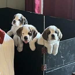 Saint Bernard Puppies from Misstree’s St. Bernards