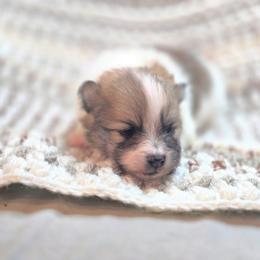 Boy 2 - male Pomeranian puppy in Plainfield, Indiana from Abby's Pampered Pooches