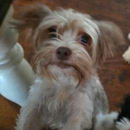 Rylee - Chocolate, tan and white female Yorkshire Terrier puppy in White Pigeon, Michigan from Kathys Yorkie and Shih-tzu Cuties