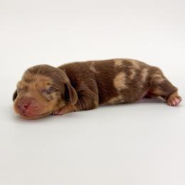 Latte - Dapple female Dachshund puppy in Waddell, Arizona from Neu Doxies