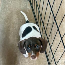 Prada - Piebald female Dachshund puppy in Surprise, Az Corona, Ca Hemet, Ca, Arizona from Over The Moon Dachshunds and Doodles
