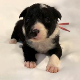 Maisie - Black and white female Border Collie puppy in Paris, Texas from Broadmoor Farm