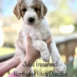 Jules - Parti female Goldendoodle puppy in Cedar Falls, Iowa from Northeast Iowa Doodles