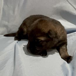 Purple - Sable female German Shepherd puppy in La Follette, Tennessee from Moore German Shepherds