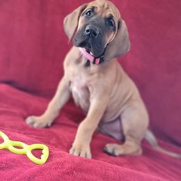 Great Dane Puppies from Bellaire Great Danes