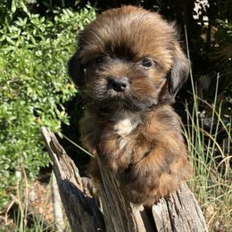 VERY SMALL BIRTH SEPT 20 MB4 FLORIDA AKC MULTI CHAMPION ANCESTRY - Red male Lhasa Apso puppy in Bell, Florida from Maryann & Kandis