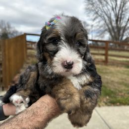 Girl 1 - Blue merle Bernedoodle puppy in Holt, Missouri from Mindys Doodles