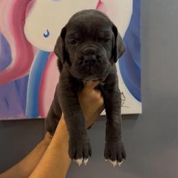 7th pick female - Gray brindle female Cane Corso puppy in Clewiston, Florida from Far From Average Kennels