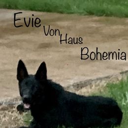Evie - German Shepherd