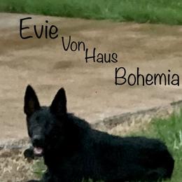 Evie - German Shepherd