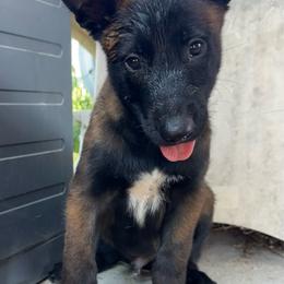 Light blue - Red sable male Belgian Malinois puppy in Ellerbe, North Carolina from Grand Prix Kennel