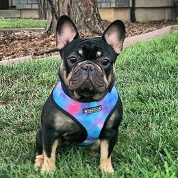 Bagheera - Black and tan female French Bulldog puppy in Shasta Lake, California from Mt Shasta Frenchies