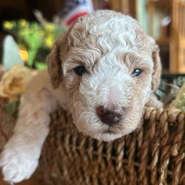 Sam,  2 week old - Golden male Cockapoo puppy in Crawford, Colorado from Saddle Mountain Doodles