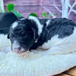 George Jones - Phantom male Poodle puppy in Middlebourne, West Virginia from El Silencio Standard Poodles