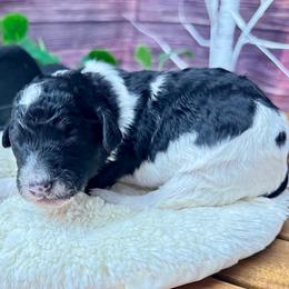 George Jones - Phantom male Poodle puppy in Middlebourne, West Virginia from El Silencio Standard Poodles