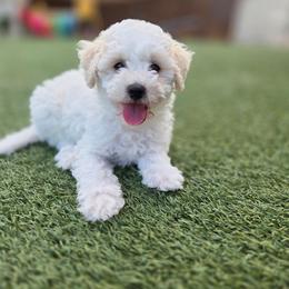 Ben - Parti male Goldendoodle puppy in Leander, Texas from Doodle Doula