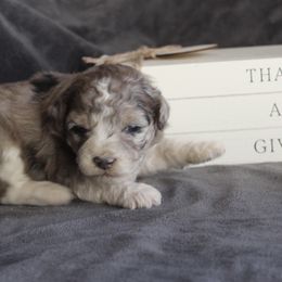Latte - Blue merle female Aussiedoodle puppy in Loretto, Tennessee from K Kountry Farm