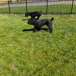 Giant Schnauzer All Grown Up from Princess Vivi Giant Schnauzer