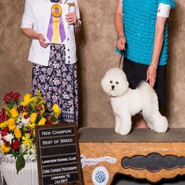 Player - Bichon Frise