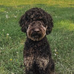 Jocko - Goldendoodle