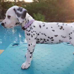 Lily - White and black Dalmatian puppy in Mckinney, Texas from 5 Alarm LUA Dalmatians & Bling Tiny Doodles