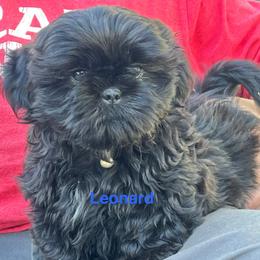Leonard - Black male Shih Tzu puppy in Bloomfield, Indiana from Meihem Pups