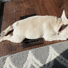 French Bulldog Puppies from Blue Lotus Frenchies