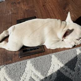 French Bulldog Puppies from Blue Lotus Frenchies