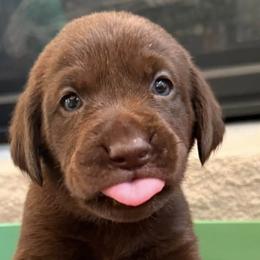 Labrador Retrievers from Frye Farms