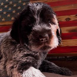 Rogue - Brown and gray female Wirehaired Pointing Griffon puppy in Grangeville, Idaho from Happy Hollow Griffons