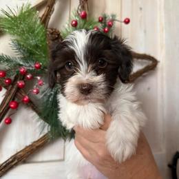 Friday - Chocolate male Havanese puppy in Reese, Michigan from Windy Hill Havanese