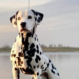 Boston Terriers and Dalmatians from Henderson's Boston Terriers & Dalmatians