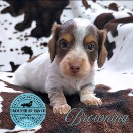 BROWNING - Piebald male Dachshund puppy in Columbia, Louisiana from Diamond 5R Ranch AKC & CKC Miniature Dachshunds