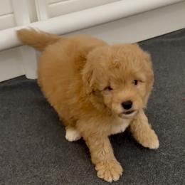 Aslan - Apricot male Goldendoodle puppy in Pensacola, Florida from Goldendoodles Love You in Pensacola Friend Edition
