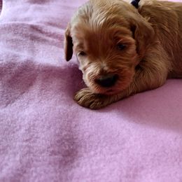 Goldendoodle Puppies from JDoodles