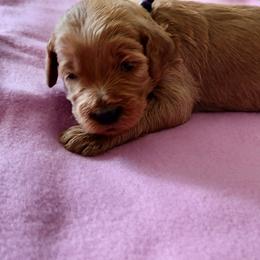 Goldendoodle Puppies from JDoodles