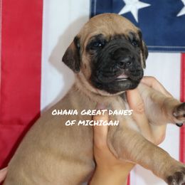 Haven - Fawn female Great Dane puppy in Michigan from Ohana Great Danes of Michigan