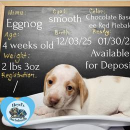 Eggnog - Piebald male Dachshund puppy in Hoquiam, Washington from Heyd's Mini Dachshunds