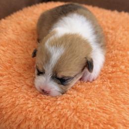 17 orange collar - White and fawn female Pembroke Welsh Corgi puppy in Port Republic, Maryland from Bestfurends