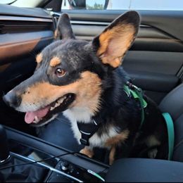 Huck - Pembroke Welsh Corgi