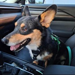 Huck - Pembroke Welsh Corgi