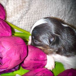Mia - Black tan and white female Japanese Chin puppy in Davisville, Missouri from Uniquely Yours, Shelly’s Japanese Chins