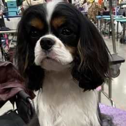 Cavalier King Charles Spaniels and English Toy Spaniels from Timber Star Spaniels