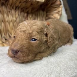 Orange - Red  male Goldendoodle puppy in Cleveland, Georgia from The O.G. Doodles