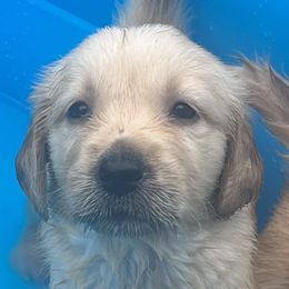 Golden Retriever Puppies from Graceful Goldens