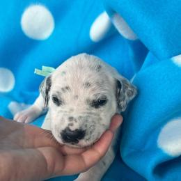 Baby Ruth - White and black female Dalmatian puppy in Austin, Texas from Dazzling Dalz
