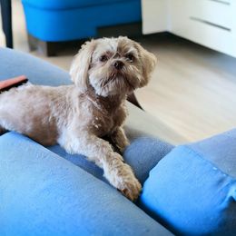 Rosie - Shih Tzu
