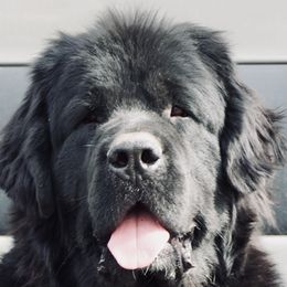 Dyson - Newfoundland