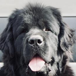 Dyson - Newfoundland