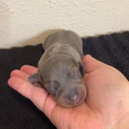 Blu - Dapple female Dachshund puppy in Grass Valley, California from Mis Doxie